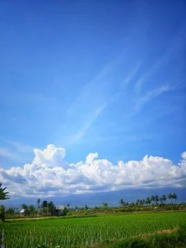 Ricefield Stock Photos