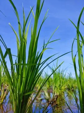 Ricefield Stock Photos