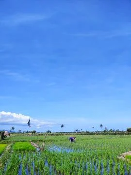 Ricefield Stock Photos