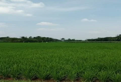 Ricefield Stock Photos