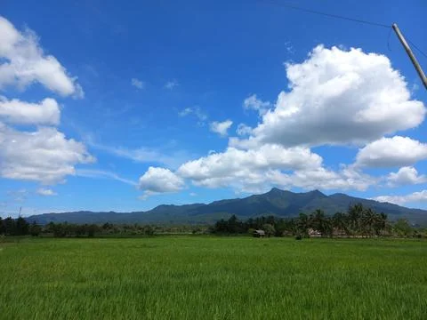 Ricefield Stock Photos