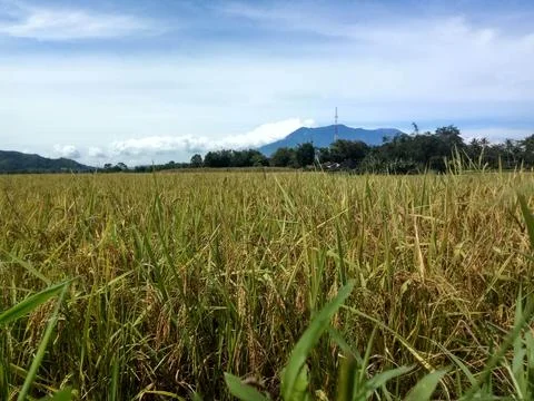 Ricefield Fotos de archivo