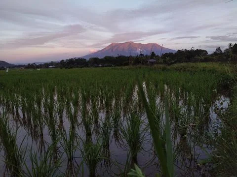 Ricefield Fotos de archivo