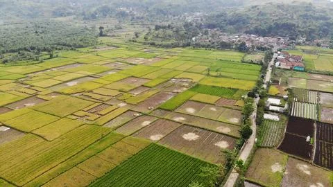 Ricefield Foto stock