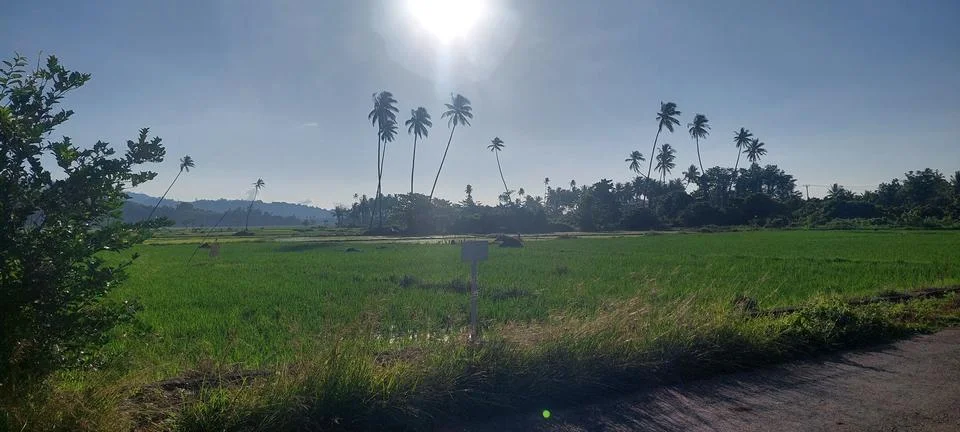 Ricefield Stock Photos