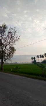 Ricefield Stock-Fotos