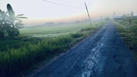 The ricefield 스톡 사진