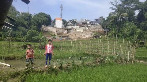 Ricefield 스톡 사진