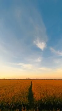 Ricefield Stock Photos