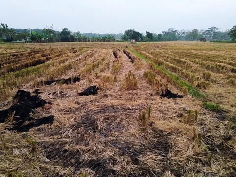 Ricefield Stock Photos