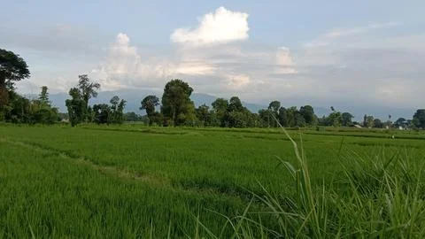 Ricefield Stock Photos