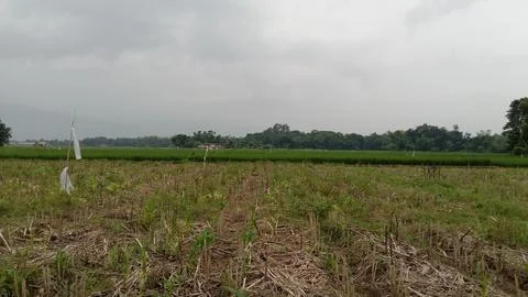Ricefield Stock Photos
