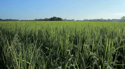 Ricefield In Summer Stock Footage 35717901