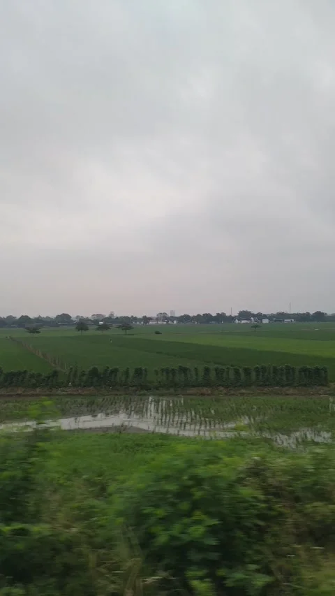 Ricefield Swamp Central Java Jawa Tengah Indonesia Stock Footage 219667048