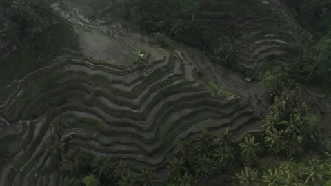 Ricefield terraces 動画素材 154314749