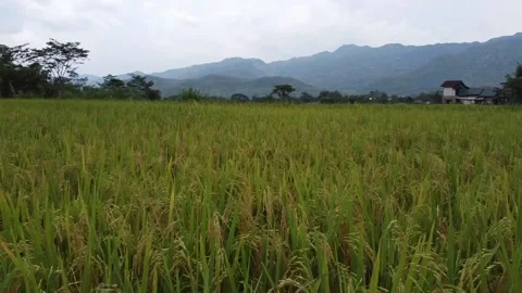 Ricefield view by dron POV Stock Footage 170936113