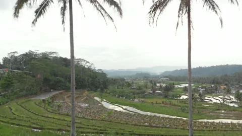 Ricefield view Stock Footage 223228980
