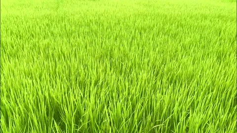 Ricefield2 Stock Footage 329599395