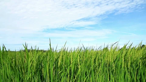 Ricefield4 Stock Footage 118838062