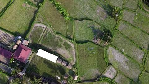 Ricefields from above | DJI Mini 3 - 4K  Stock Footage 279238472