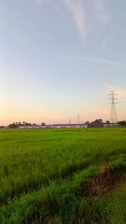 Ricefields Stock Footage 247047576