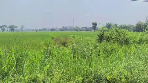 Ricefields Stock Footage 274872808