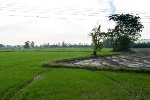 The ricefields in morning Stock Photos