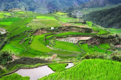 Ricefields in philippines Stock Photos