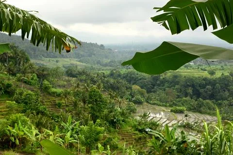 Ricefields Foto stock