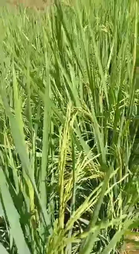 Ricefields in Sumatra 스톡 동영상 231011041