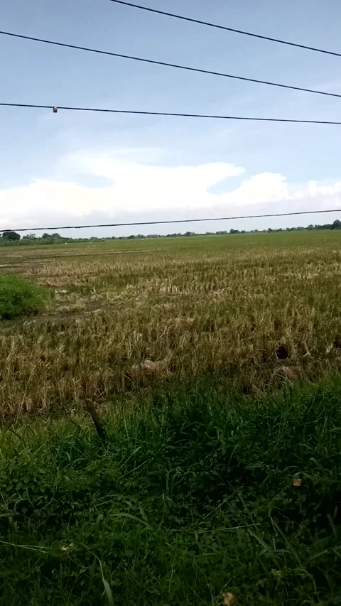 Ricefields view after Harvest at Buduran Sidoarjo East Java Indonesia Stock Footage 220538112
