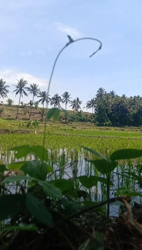 The Ricefielfd Video stock 221674534