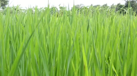 Riceflutterwind_footage_hd.mov Stockbeeldmateriaal 12291861