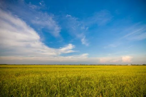 Ricegrass Stock Photos
