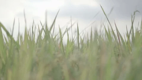 Riceplant Closeup Slider Shot HD 1 Stock Footage