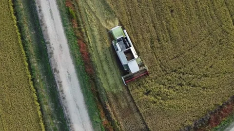 Rice's harvest aerial view Stock Footage 162250394