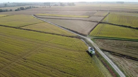 Rice's harvest drone view Stock Footage 162250422
