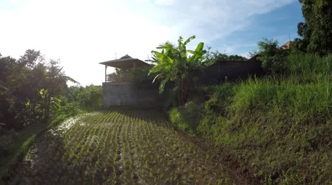 Riceterrace Bali Flyover 스톡 동영상 52312001