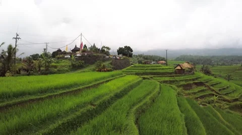 Riceterrace Flyover 2 스톡 동영상 52312119