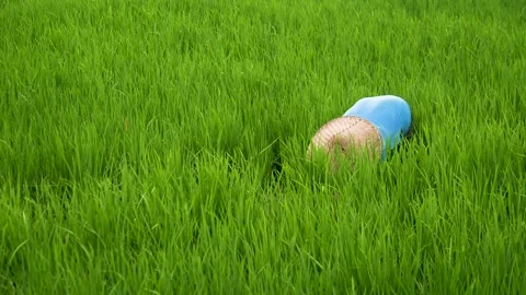 Riceworker in 180fps slowmo Video stock 242516869