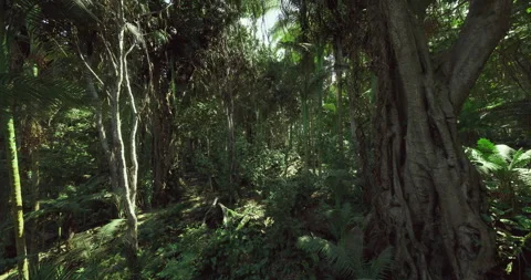 Rich and diverse layer of soil thriving beneath canopy of lush forest Stock Footage 333557433