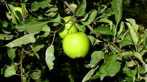 A rich apple crop. Trees with apple fruits. Stock Footage 149908548