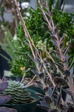 A rich array of succulents, adding texture and color to an indoo Stock-Fotos