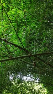 Rich Bamboo Leaf Coverage in Tropical Forest Canopy Stock Photos
