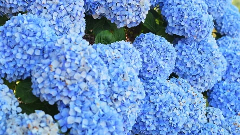 Rich Blue Hydrangea Blossoms Outdoors Natural Daylight Seasonal Macro Botany Stock Footage 338039232