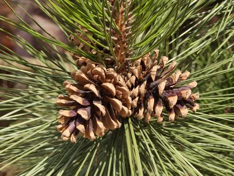 Rich brown Coulter pine cones nestle among long, silvery green needles, revea Stock Photos