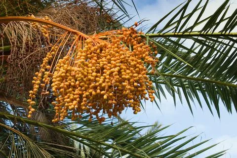 Rich cluster if ripe dates on the palm - Phoenix Dactylifera Stockfoto's