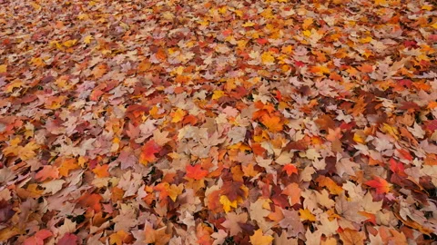 Rich colored fallen leaves on ground with left pan shows the Autumn foliage Stock Footage 186175235