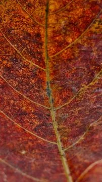 Rich Crimson Maple Leaf Pattern in Fall Stock Photos