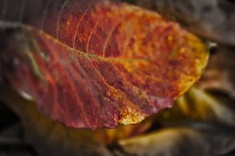 Rich Crimson Maple Leaf Pattern in Fall Stock Photos